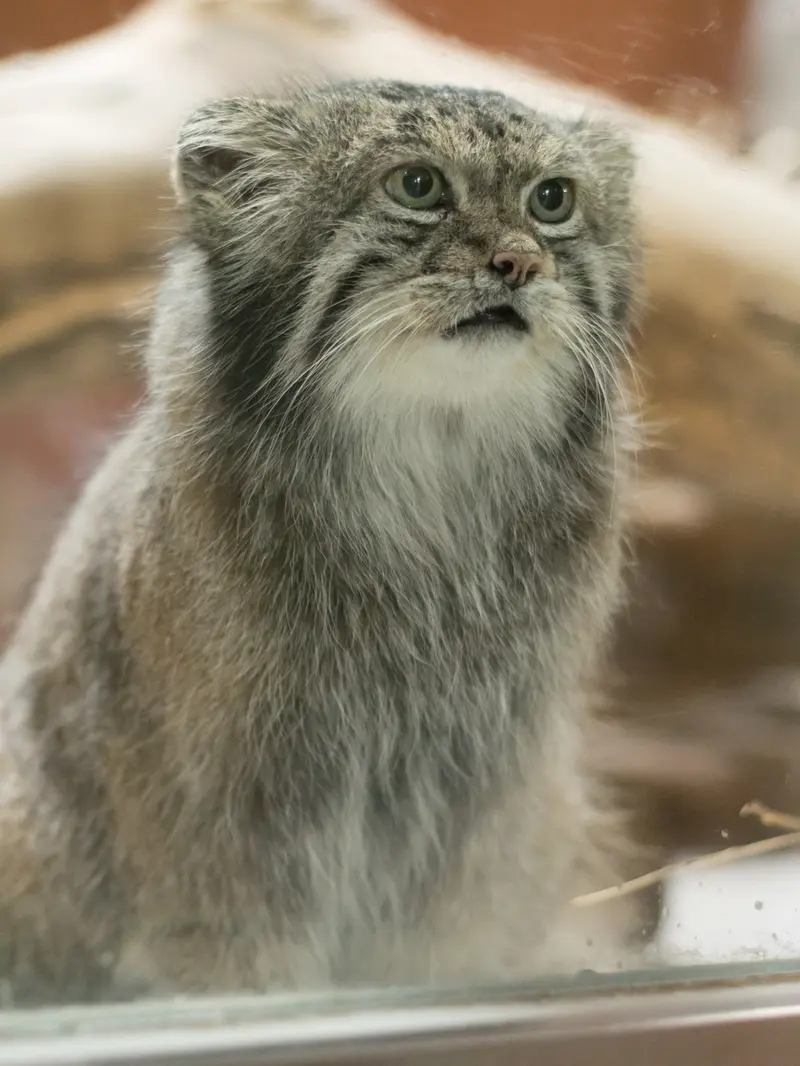 恩賜上野動物園のクリョンの写真