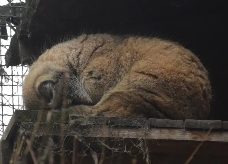 ブダペスト動物園・植物園のボフスの写真