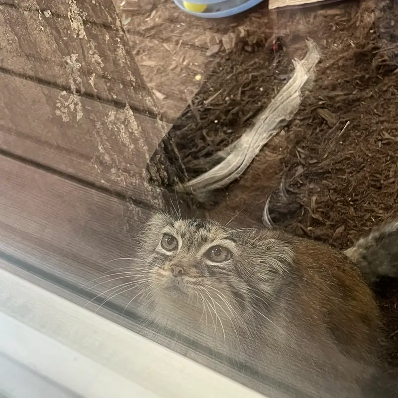 ミル・マウンテン動物園のノルブの写真