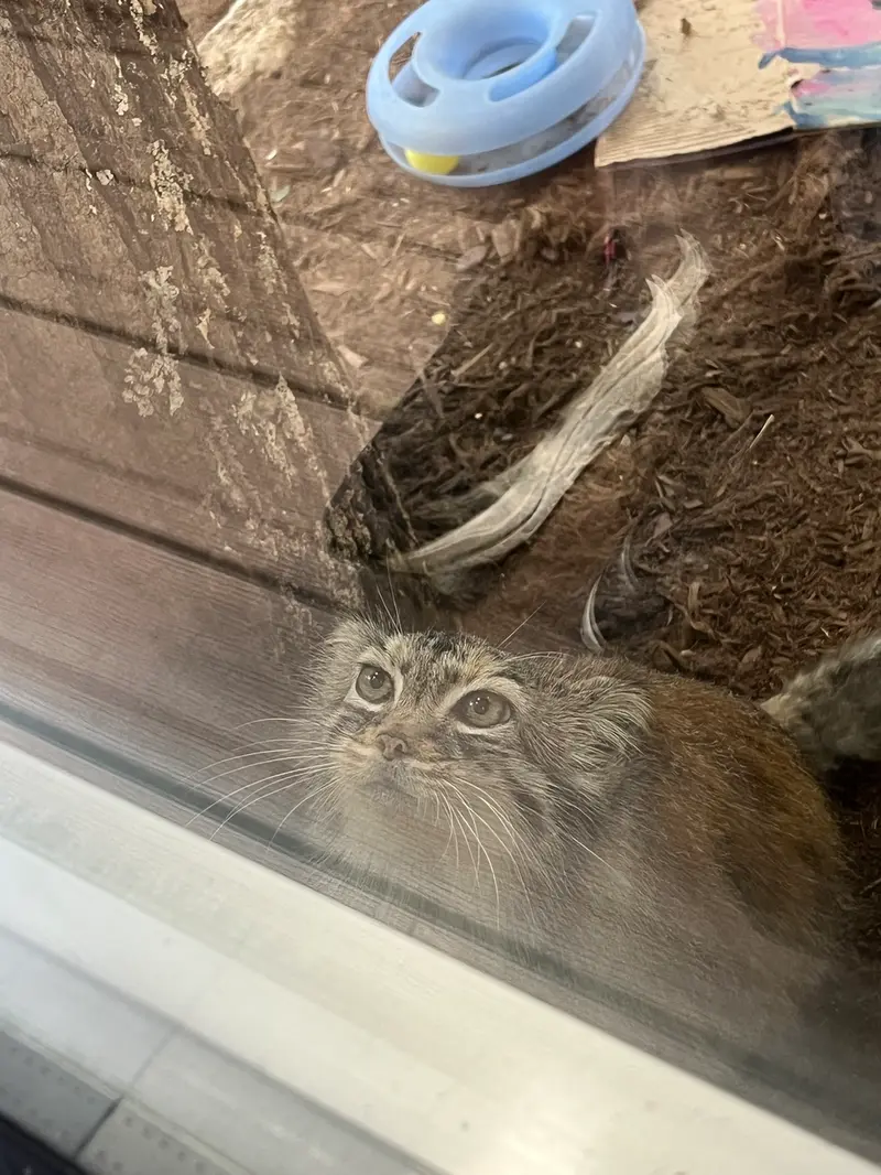 ミル・マウンテン動物園のノルブの写真