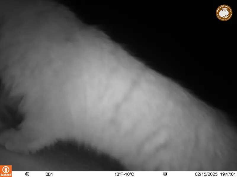 アクタス＝クンコラ［新］カメラトラップで撮影したOtocolobus manul manulの写真