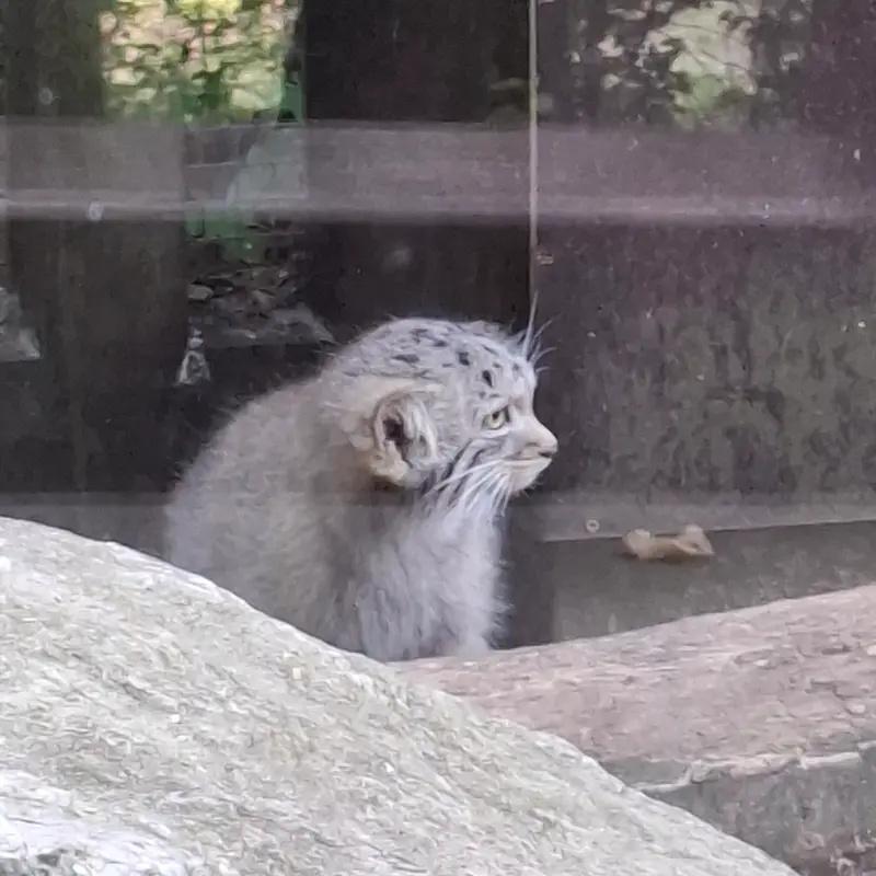 コシツェ動物園のアラニの子（2026年生まれ）Ⅰの写真
