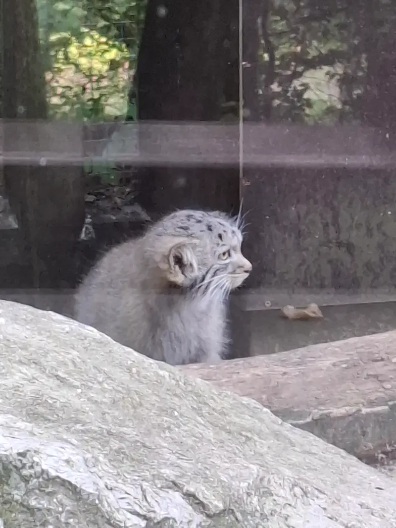 コシツェ動物園のアラニの子（2026年生まれ）Ⅰの写真