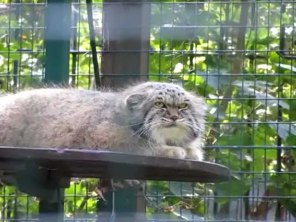 デッサウ動物園のマンニの動画