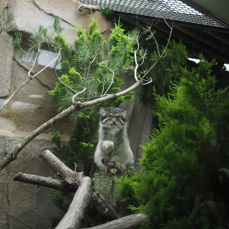 那須どうぶつ王国のボルの写真