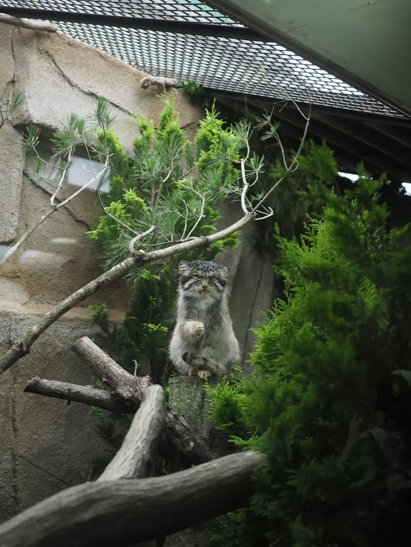 那須どうぶつ王国のボルの写真