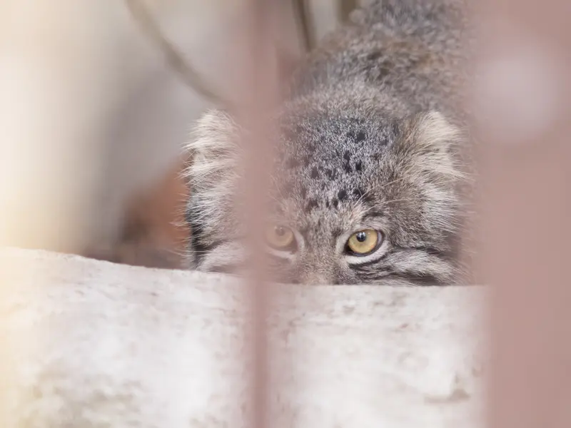 野毛山動物園のフィーガの写真