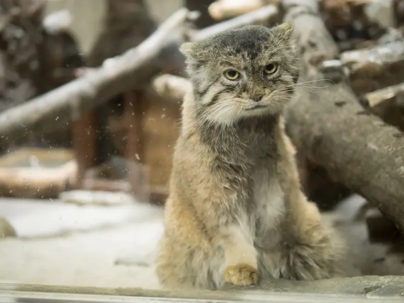 恩賜上野動物園のプリームラの写真