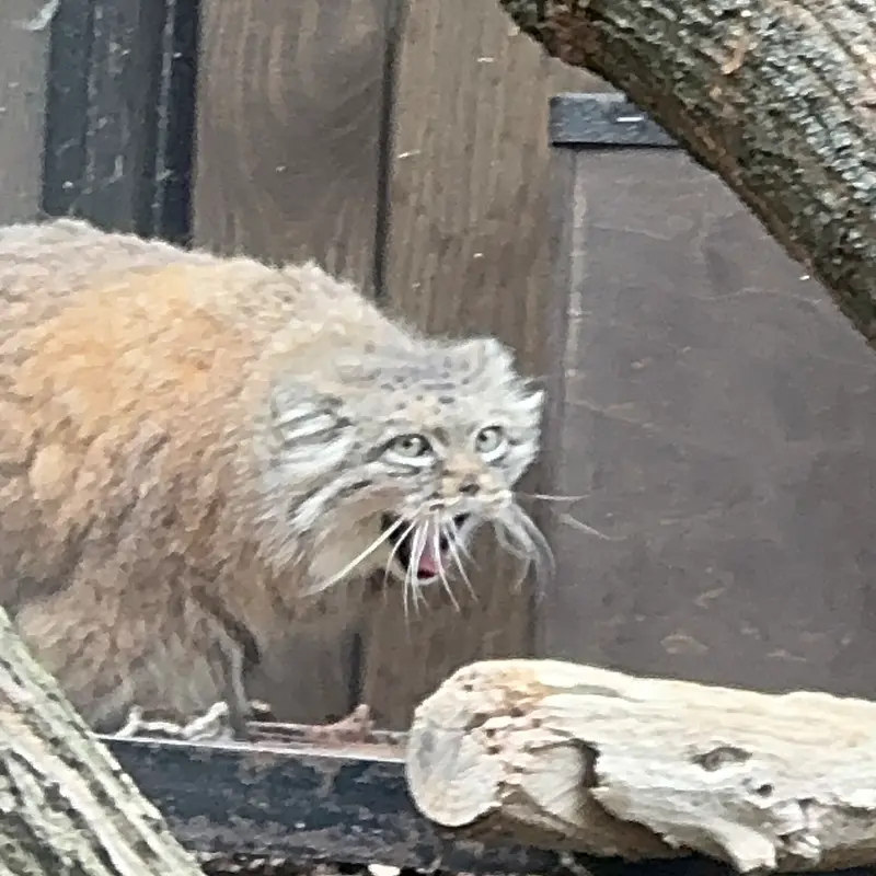 ワルシャワ動物園のジェシーの写真
