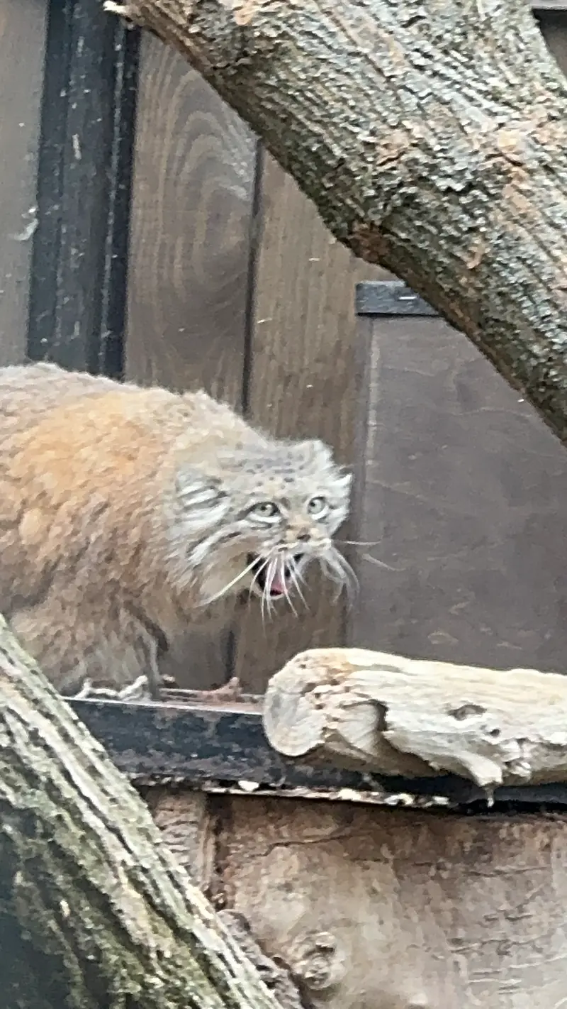 ワルシャワ動物園のジェシーの写真