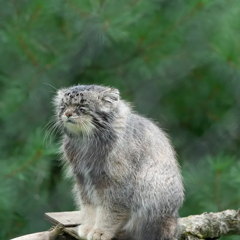 ニアビ動物園のタイ・チーの写真