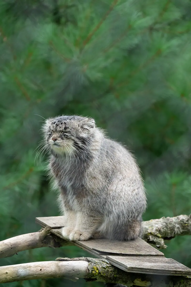ニアビ動物園のタイ・チーの写真