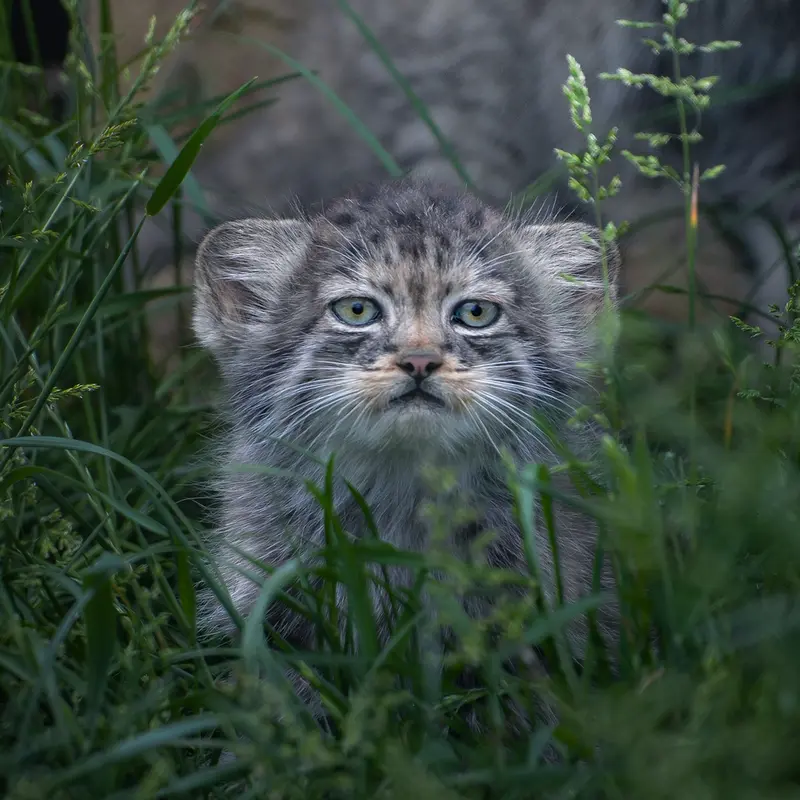 ポート・リムプネ・ワイルド・アニマル・パークのナムーの子猫 b. 2026 Ⅱの写真