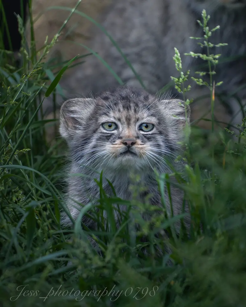 ポート・リムプネ・ワイルド・アニマル・パークのナムーの子猫 b. 2026 Ⅱの写真