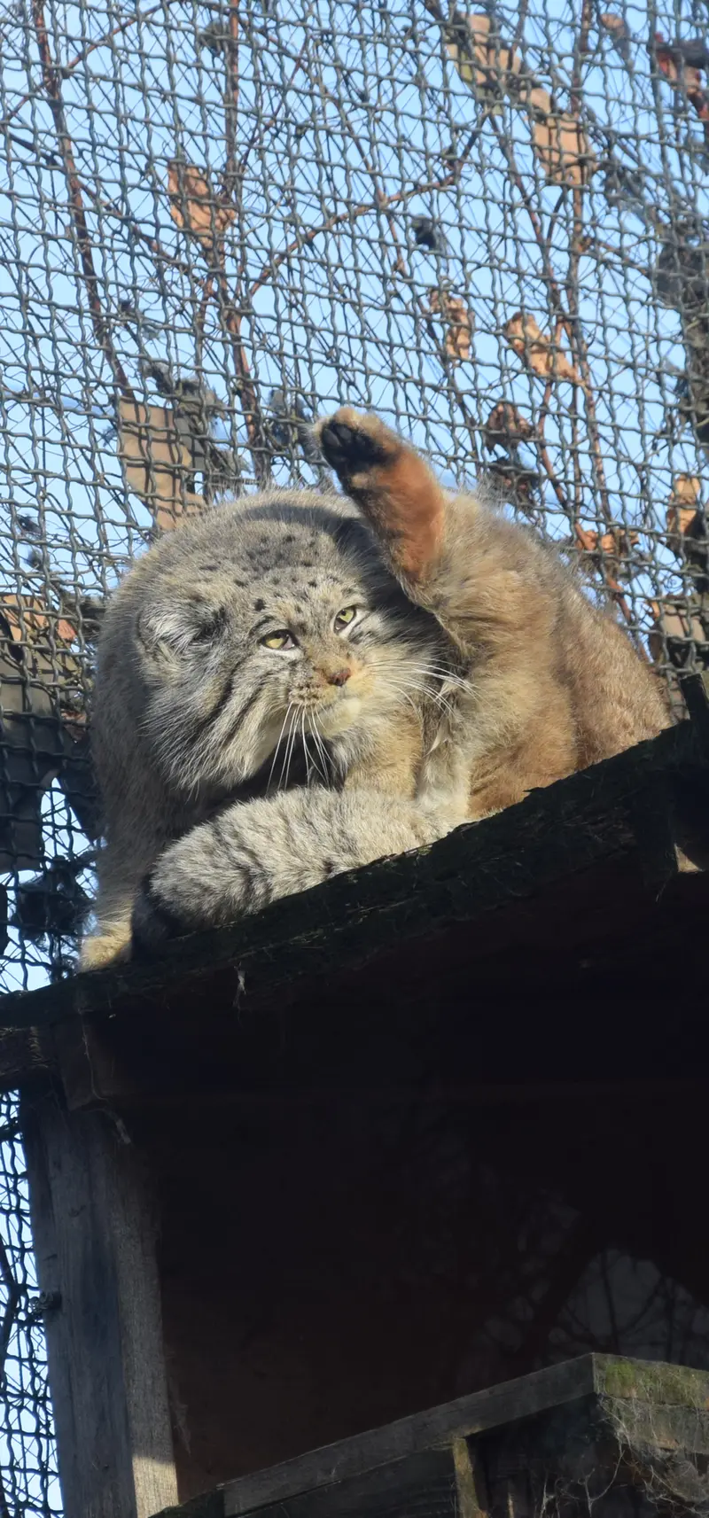 ブダペスト動物園・植物園のボフスの写真