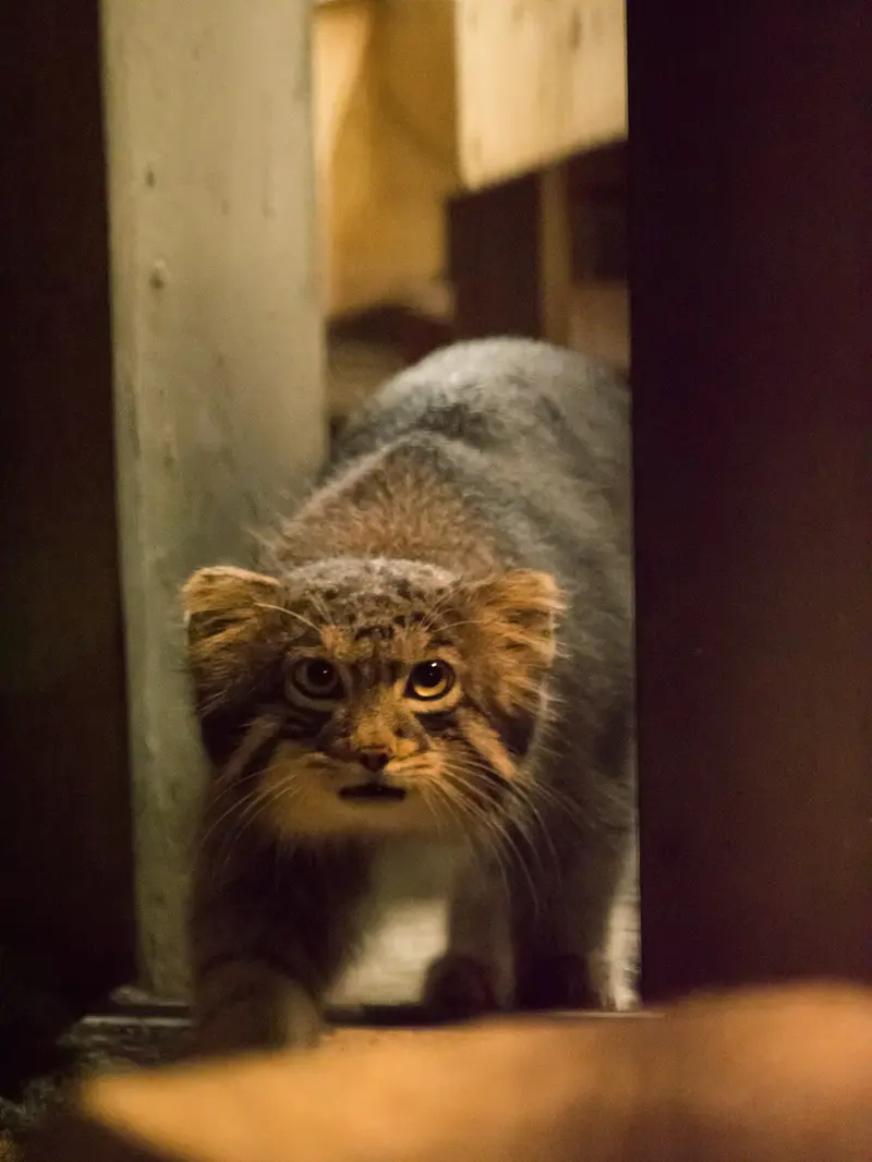 野毛山動物園のフィーガの写真