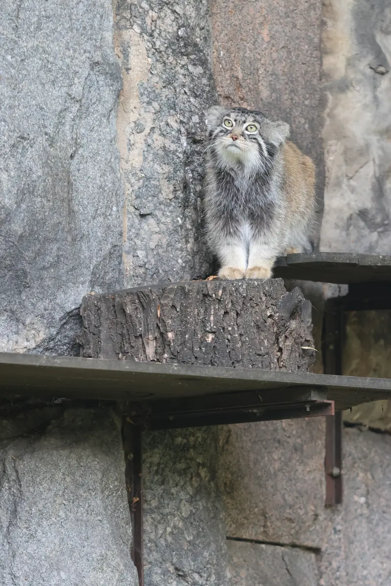 モスクワ動物園のティモフェイの写真