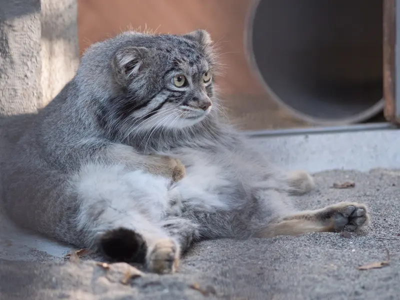 野毛山動物園のフィーガの写真