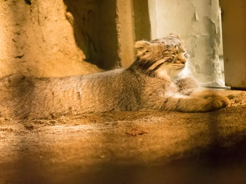 野毛山動物園のフィーガの写真