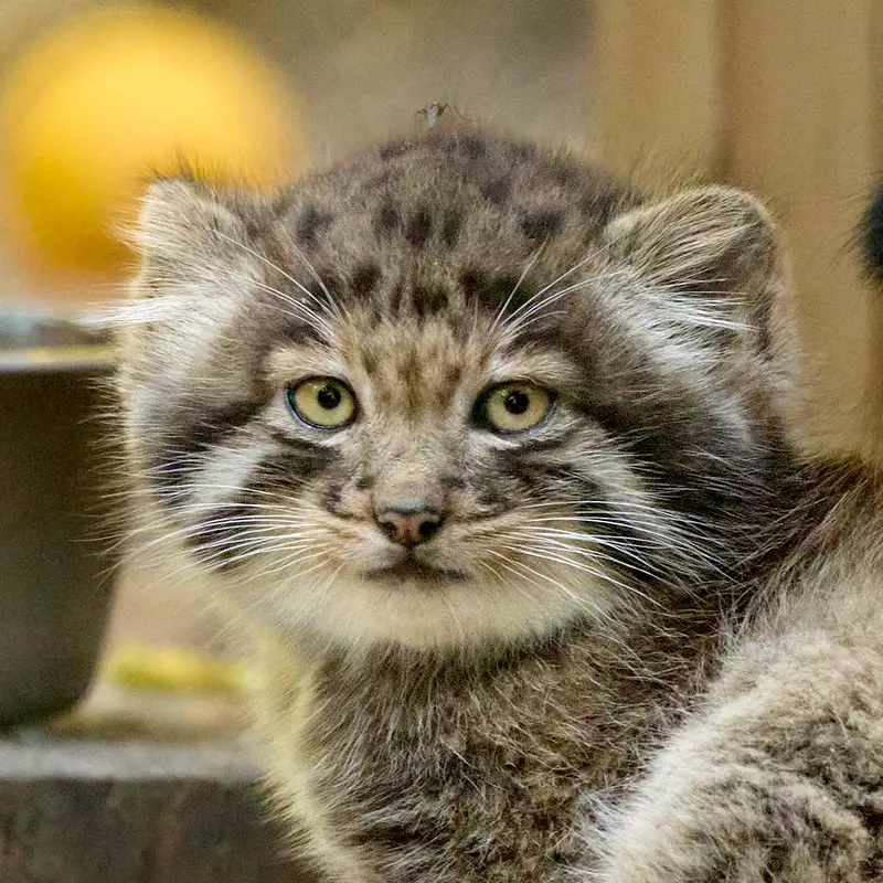 ノヴォシビルスク動物園のマヌルネコのスネジャナの息子 b.2026 Ⅲ