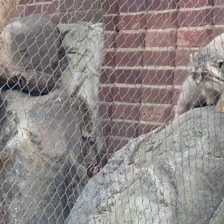 プロスペクト・パーク動物園のサルナイの写真