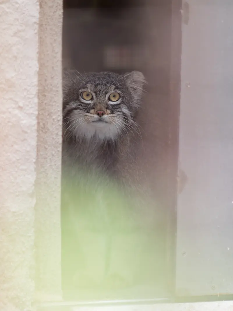 野毛山動物園のフィーガの写真