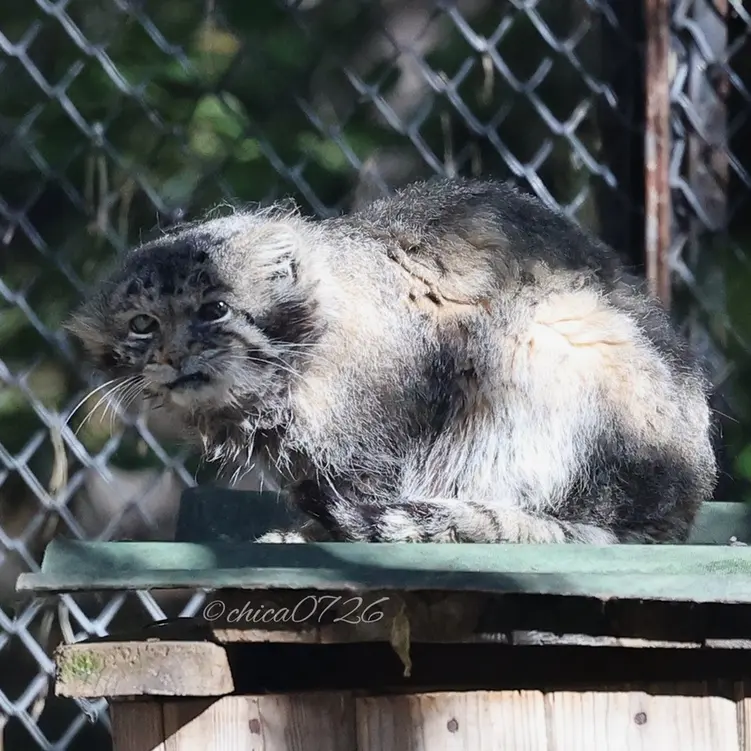 ノヴォシビルスク動物園のカラガンダの写真