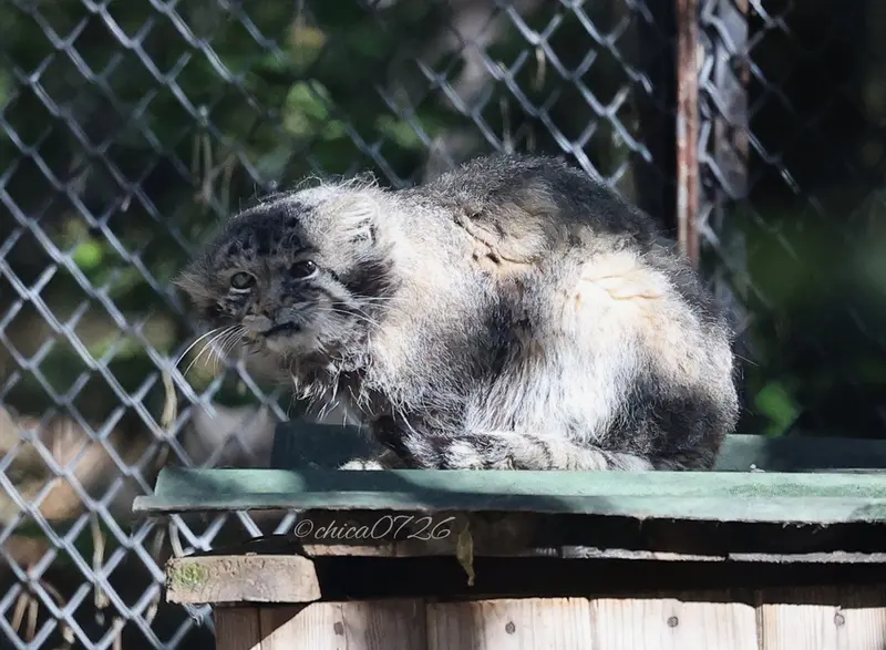 ノヴォシビルスク動物園のカラガンダの写真
