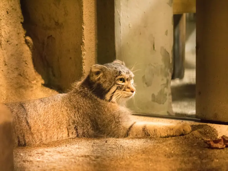 野毛山動物園のフィーガの写真