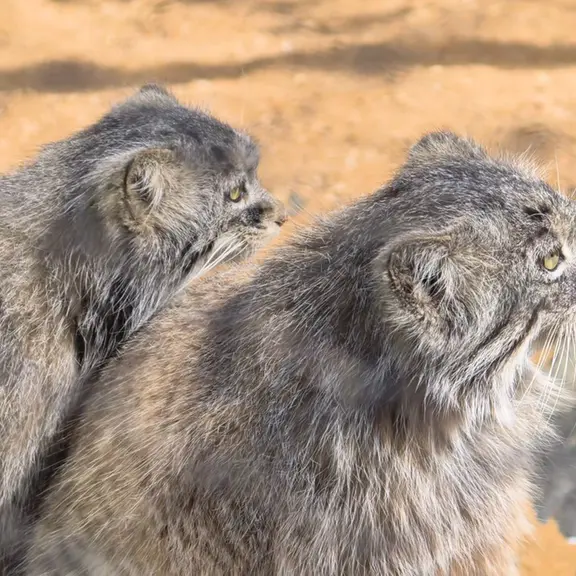 プラハ動物園のマヌルネコの写真