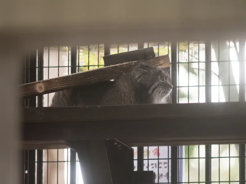 野毛山動物園のフィーガの写真