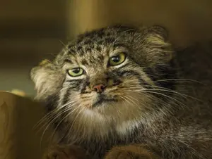 モスクワ動物園のヴァルヴァラの写真