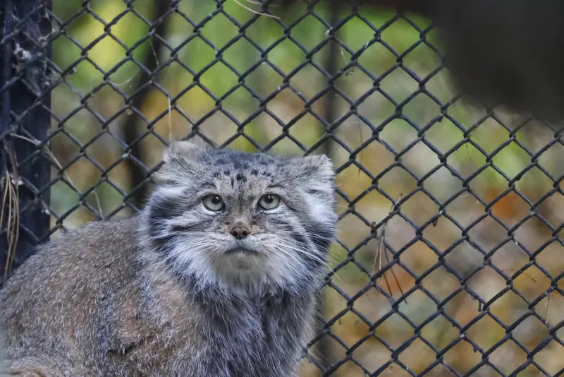 ノヴォシビルスク動物園のラストチカの写真
