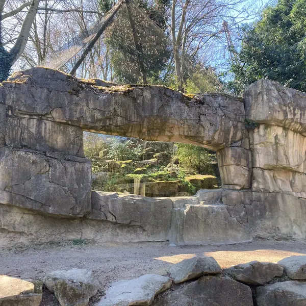 ロッテルダム動物園のマヌルネコの写真