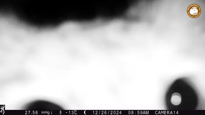 ジランディカメラトラップで撮影したOtocolobus manul manulの写真