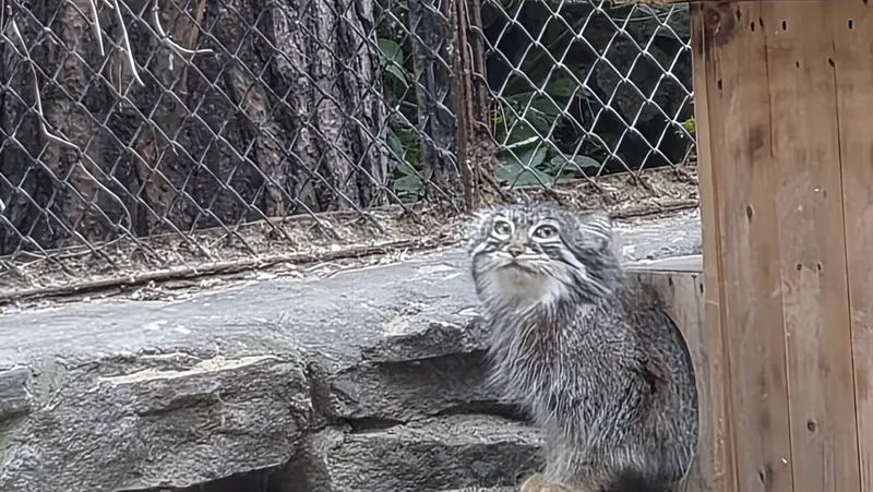 マヌルネコの写真