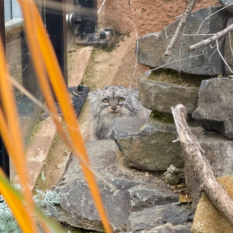 プラハ動物園のプリンセッサの写真