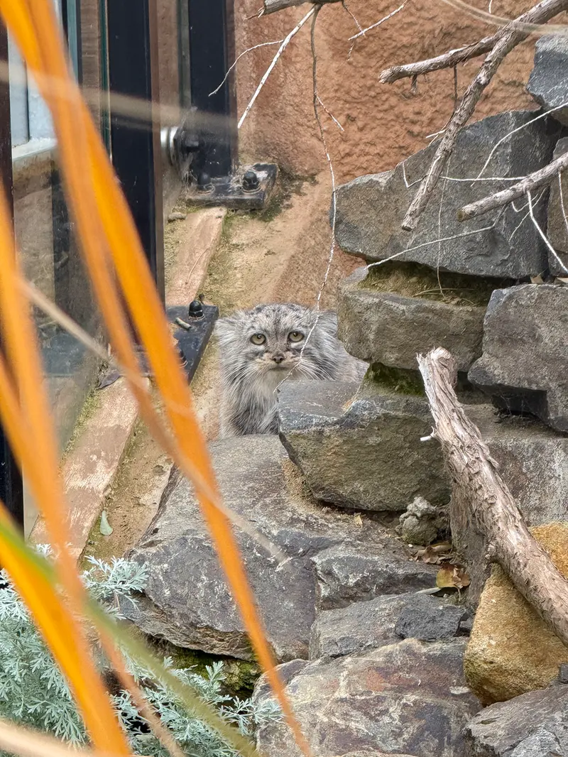 プラハ動物園のプリンセッサの写真
