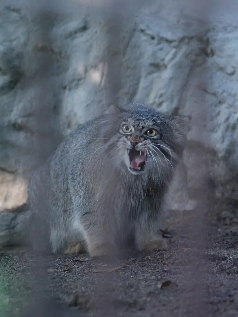 野毛山動物園のフィーガの写真
