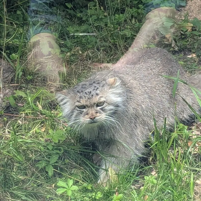 リトアニア動物園のメリッサの写真