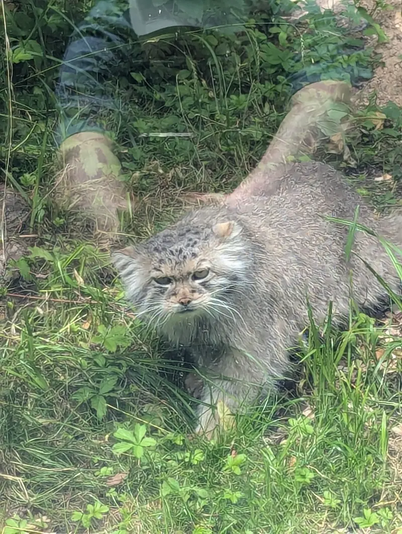 リトアニア動物園のメリッサの写真