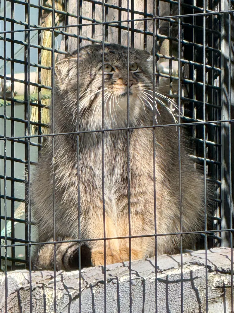 旭山動物園のヒデの写真