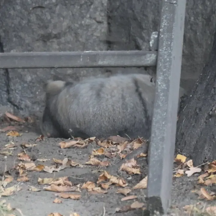 モスクワ動物園のティモフェイの写真