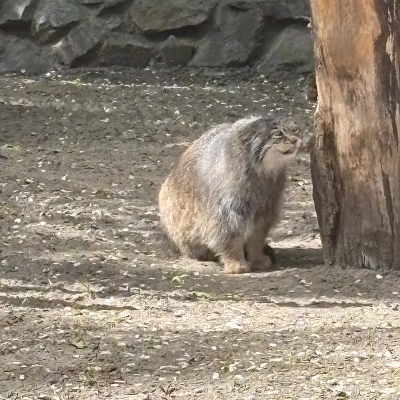 ノヴォシビルスク動物園のマヌルネコの写真
