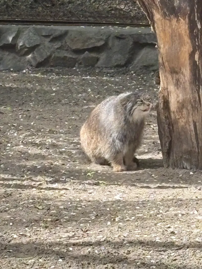 ノヴォシビルスク動物園のマヌルネコの写真