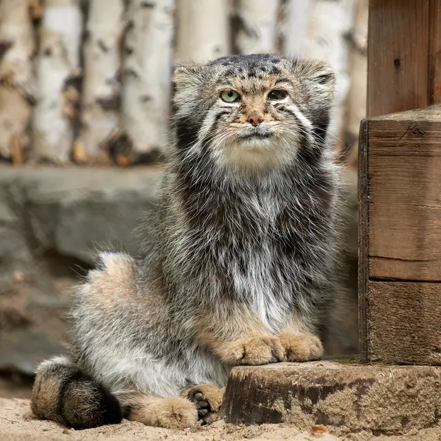 ノヴォシビルスク動物園のカラガンダの写真