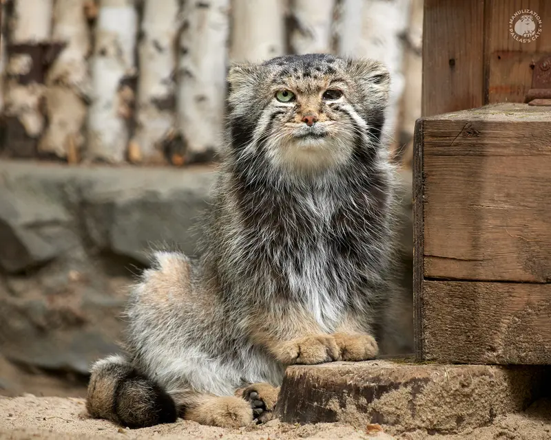 ノヴォシビルスク動物園のカラガンダの写真