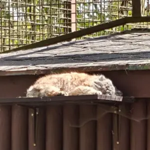 オストラヴァ動物園のモイラの写真
