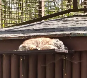 オストラヴァ動物園のモイラの写真
