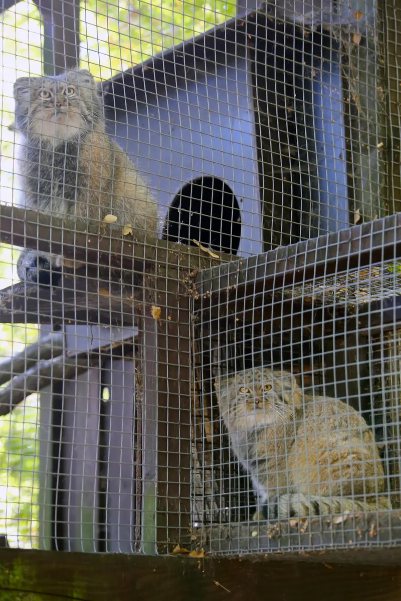コシツェ動物園のアイセンとアラニの子（2026年生まれ）Ⅰの写真